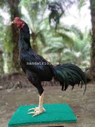 Ini Dia 8 Warna Bulu Ayam Bangkok Aduan Paling Disegani