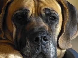 Most dogs with lung tumors present with coughing, exercise intolerance or other respiratory signs. Symptoms Of End Stage Lung Cancer In Dogs Dog Discoveries