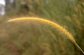 Image result for Cenchrus polystachios