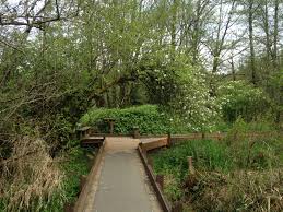 Maybe you would like to learn more about one of these? Why The Mclane Creek Nature Trail Offers More Than Just Nice Hiking Pacific Northwest Pathfinders