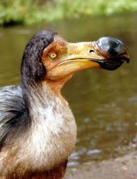 The Little Dodo Bird Stunning Places Endangered Animals Most Endangered Animals Animals