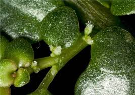 Image result for Pilea microphylla