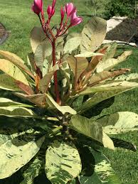 Rare Variegated Plumeria Plant Leaves Planting Flowers Plants