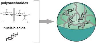 Image result for Nucleic Acid