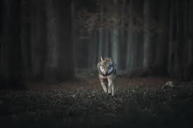 Lonesome Wolf By Diana Grandmaire Mammals Wolf Canine