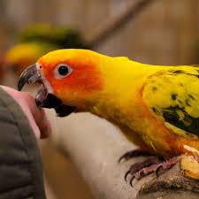 Welcome to bird paradise the world's largest bird store. Why Is My Pet Bird Biting And Beaking Me