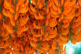 Tubino aderente con fiorellini rossi. Fiore Arancio Del Nome Jade Vine O Rampicante O Flo Rosso Della Nuova Guinea Fotografia Stock Immagine Di Asia Giardinaggio 103337438