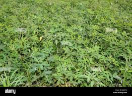 Image result for Arachis