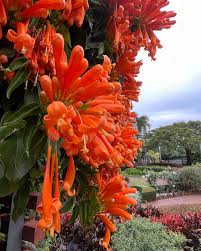 Image result for Pyrostegia