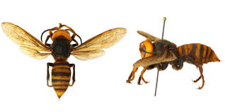 They are very social creatures and get up to two inches long. Murder Hornets Unlikely In Kentucky Says Uk Entomolgist Giant Insects Prey On Honeybees Nkytribune