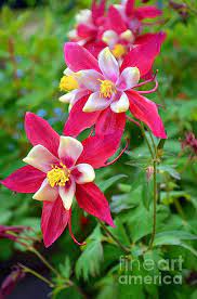 Pin On Flowers