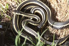 In human we generally elevate the affected extremity to be level with the heart. You Gotta Read This If You Re Planning To Keep Garter Snakes As Pets Pet Ponder