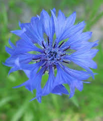 Angelkom Adli Kullanicinin Meyva Cicek Panosundaki Pin Goruntuler Ile Cicek