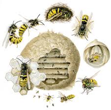 Wasp - A-Z Animals