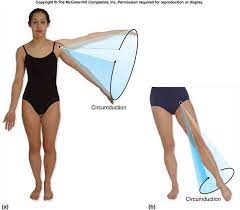 Circumduction Is When A Long Bone Circumscribes A Conical Space Anatomy And Physiology Body Biochemistry