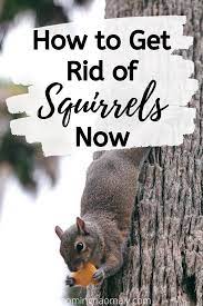 Place live traps in your attic if you want to capture and remove squirrels. How To Get Rid Of Squirrels Now Get Rid Of Squirrels Squirrel Repellant Squirrel