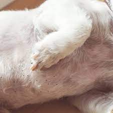 Complications of chronic ingrown hair can include a bacterial infection (due to scratching), permanent scarring, skin darkening ( hyperpigmentation ) and. Dog Blackheads What They Look Like And Treatment Pethelpful