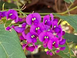 Image result for Hardenbergia comptoniana