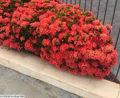 Image result for Ixora longipedunculata