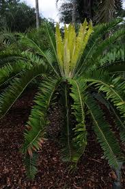 Image result for Encephalartos chimanimaniensis