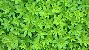 Waldmeister Sammeln Zubereiten Und Anbauen Ndr De Ratgeber Kochen Warenkunde