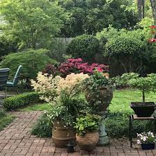 Japanese maple 'garnet' (acer palmatum dissectum 'garnet') | mygarden.org. Collecting Japanese Maples Finegardening