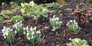 Everything grown in britain is seasonal, this means they are here when they naturally should be. Seasonal Gardening February In The Flower Garden