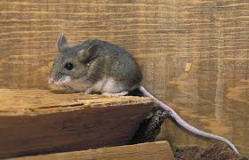 Check spelling or type a new query. Doing Some Cleaning As The Weather Warms Up Watch Out For Hantavirus While You Do Knbn Newscenter1
