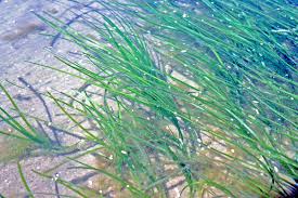 Image result for Zosteraceae