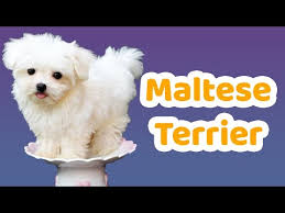 Maltese Terrier Ozellikleri Bakimi Beslenmesi Sagligi Ve Egitimleri Youtube