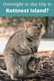Should You Visit Rottnest Island For A Day Trip Or Overnight No Contest Not A Ballerina Australia Travel Trip Day Trip