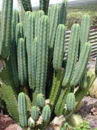 I wasn't joking when i told you that one of erin's. Echinopsis Pachanoi Wikipedia