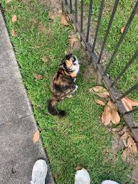Calico calicocat cat kitten kitty longhairedcat. Anyone Missing A Long Hair Calico Cat Uptown Neworleans