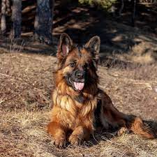Check spelling or type a new query. King Shepherd Full Profile History And Care