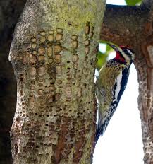 Look (and listen) for pileated woodpeckers whacking at dead trees and fallen logs in search of their main prey, carpenter ants, leaving unique rectangular holes in the wood. Maryland Biodiversity Project Yellow Bellied Sapsucker Sphyrapicus Varius