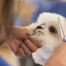 Some schools have therapy dogs walking around common areas of campus at any given time. How To Become A National Certified Master Groomer What Aspiring Dog Groomers Need To Know Paragon School Of Pet Grooming