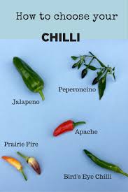 Maybe you would like to learn more about one of these? How To Grow Chillies Easy Delicious And Money Saving The Middle Sized Garden Gardening Blog
