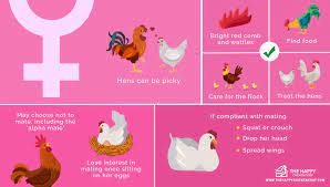Feb 15, 2020 · but they don't get pregnant, even if there's a rooster around. How Do Chickens Mate All You Need To Know The Happy Chicken Coop