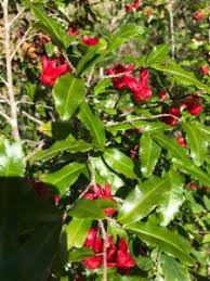 Image result for Ochna afzelii