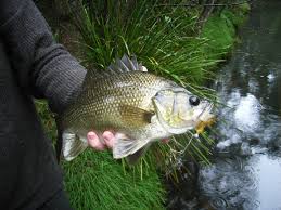 Learn more about kentucky lake and lake barkley fish species at kentuckylake.com. Australian Bass Wikipedia