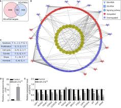 What does half and half mean sexually? Transcriptomic Data Analyses Reveal That Sow Fertility Related Lincrna Norfa Is Essential For The Normal States And Functions Of Granulosa Cells Abstract Europe Pmc
