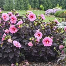 Image result for Hibiscus noldeae