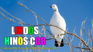 Conheça o novo site central ccb, com muitas fotos, hinos e informações úteis para toda irmandade Search Youtube Channels Noxinfluencer