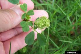 Image result for Medicago polymorpha