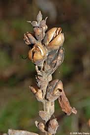 Image result for Blotiella glabra