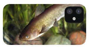 Catfish for sale tropical fish aquarium fish aquariums aquarium catfish wet spot aquarium design small fish beautiful fish dwarf. Yellow Bullhead Catfish Iphone 12 Case For Sale By Ted Kinsman