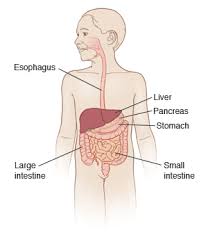 Oct 16, 2018 · overview viral gastroenteritis is an intestinal infection marked by watery diarrhea, abdominal cramps, nausea or vomiting, and sometimes fever. Viral Gastroenteritis Child