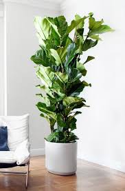 Plantes Vertes Et Arbres D Interieur Livres Chez Vous Service Premium Docteur Plante A Votre E Plante Verte Plantes De Decor De Maison Plante Verte Interieur