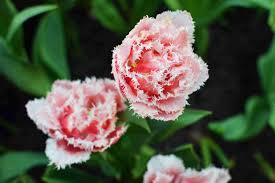 Tulips are like no other flower in your garden with their brilliant colors, striking shapes, and stately height. 14 Types Of Tulips For Your Garden