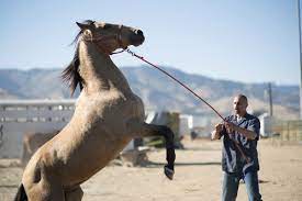 A Wild Horse And An Inmate Tame Each Other In The Mustang Time